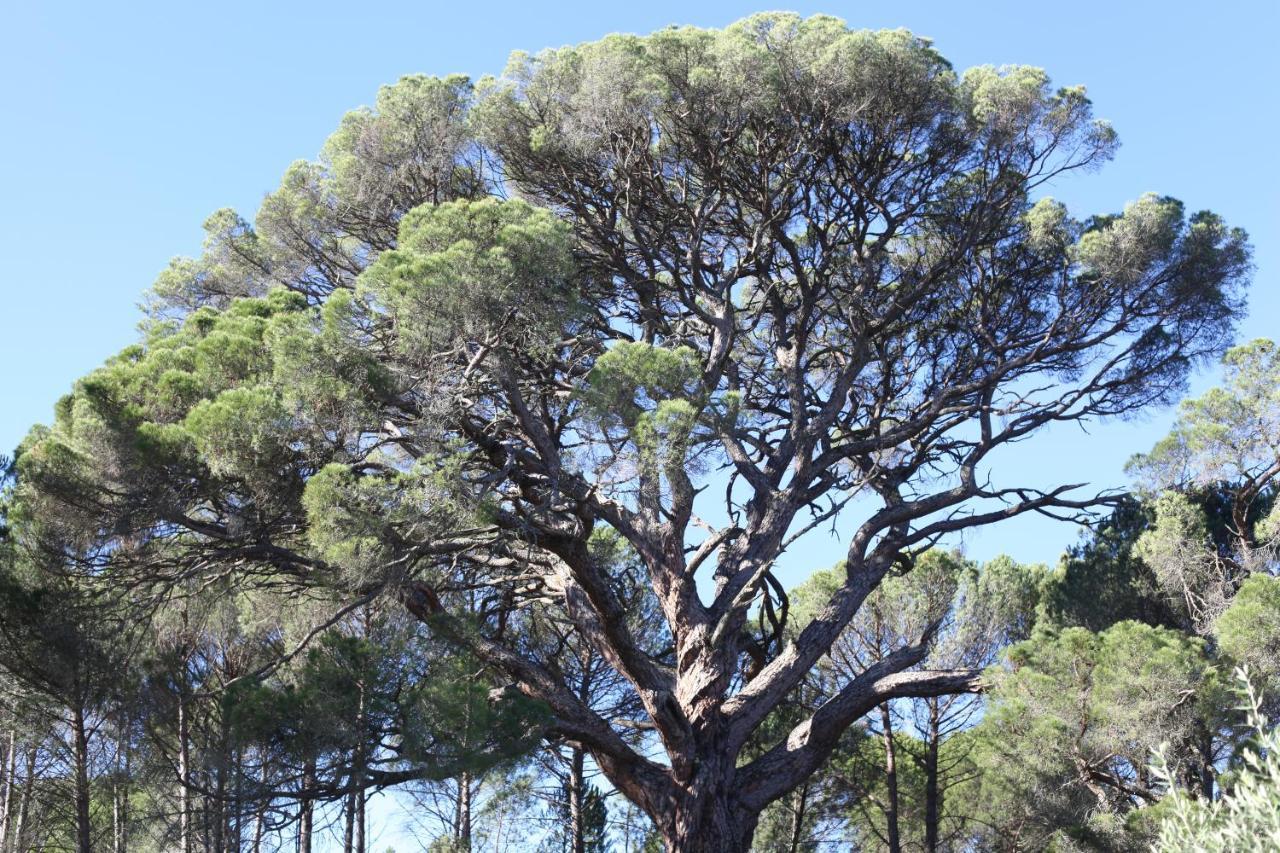 Villa Casas Do Pinheiro Grande Fornos de Algodres Esterno foto
